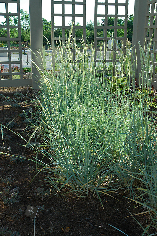 Blue Dune Lyme Grass (Leymus Arenarius 'Blue Dune') In Toronto ...