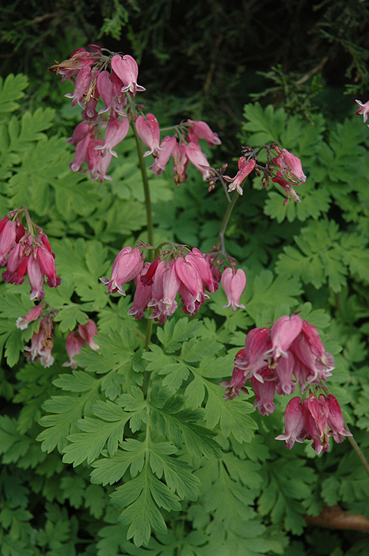 Adrian Bloom Bleeding Heart (dicentra 'adrian Bloom') In Toronto 