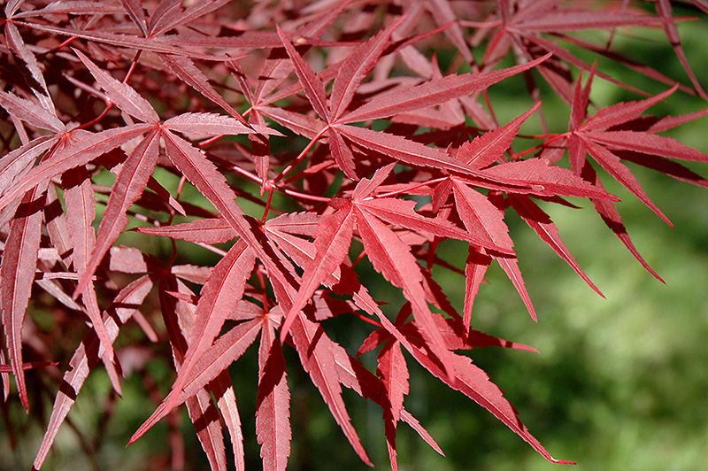 Beni Otake Japanese Maple (Acer palmatum 'Beni Otake') in Toronto