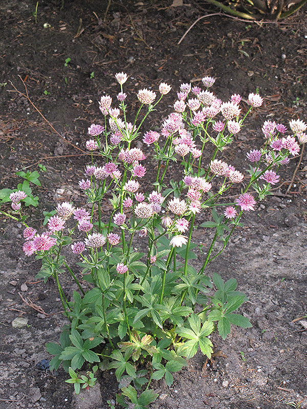primadonna masterwort plant astrantia plants major bloom