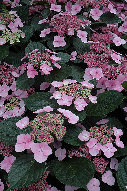 Tokyo Delight Hydrangea (Hydrangea macrophylla 'Tokyo Delight') in