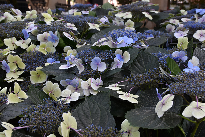 Tokyo Delight Hydrangea (Hydrangea macrophylla 'Tokyo Delight') in